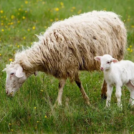 Fattoria Del Nonno Berto Séjour à la ferme