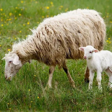 Fattoria Del Nonno Berto Çiftlik konaklama