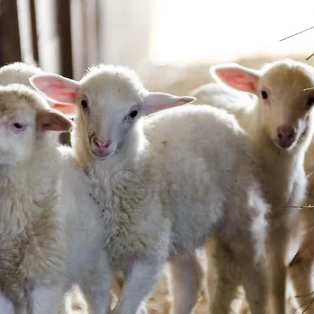 Fattoria Del Nonno Berto Farm stay *