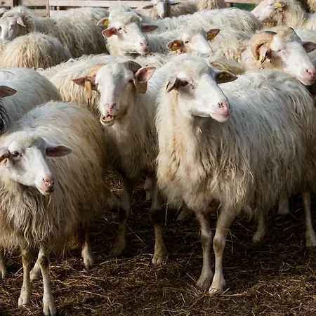 Séjour à la ferme Fattoria Del Nonno Berto