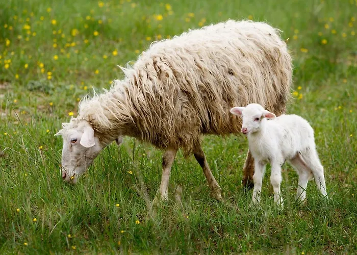 Fattoria Del Nonno Berto Bauernhof