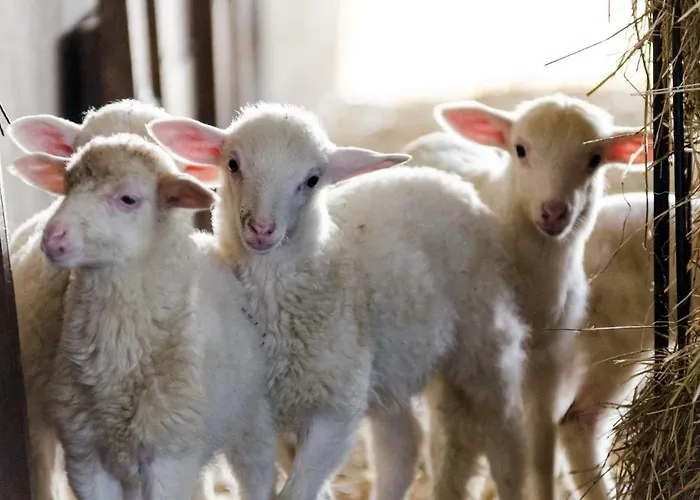 Fattoria Del Nonno Berto Lantgård *